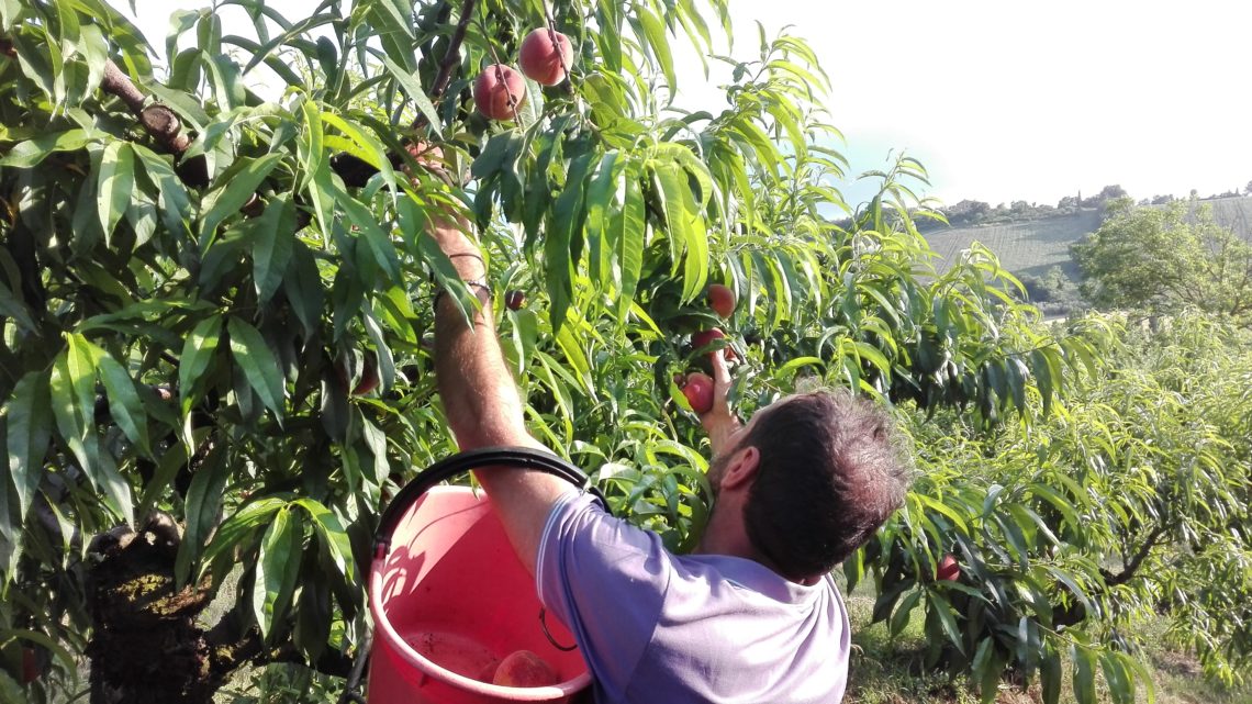 La nostra frutta